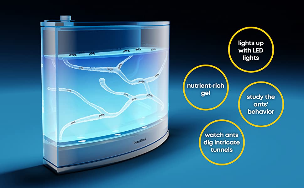 LED Light-up Ant Habitat for Kids 