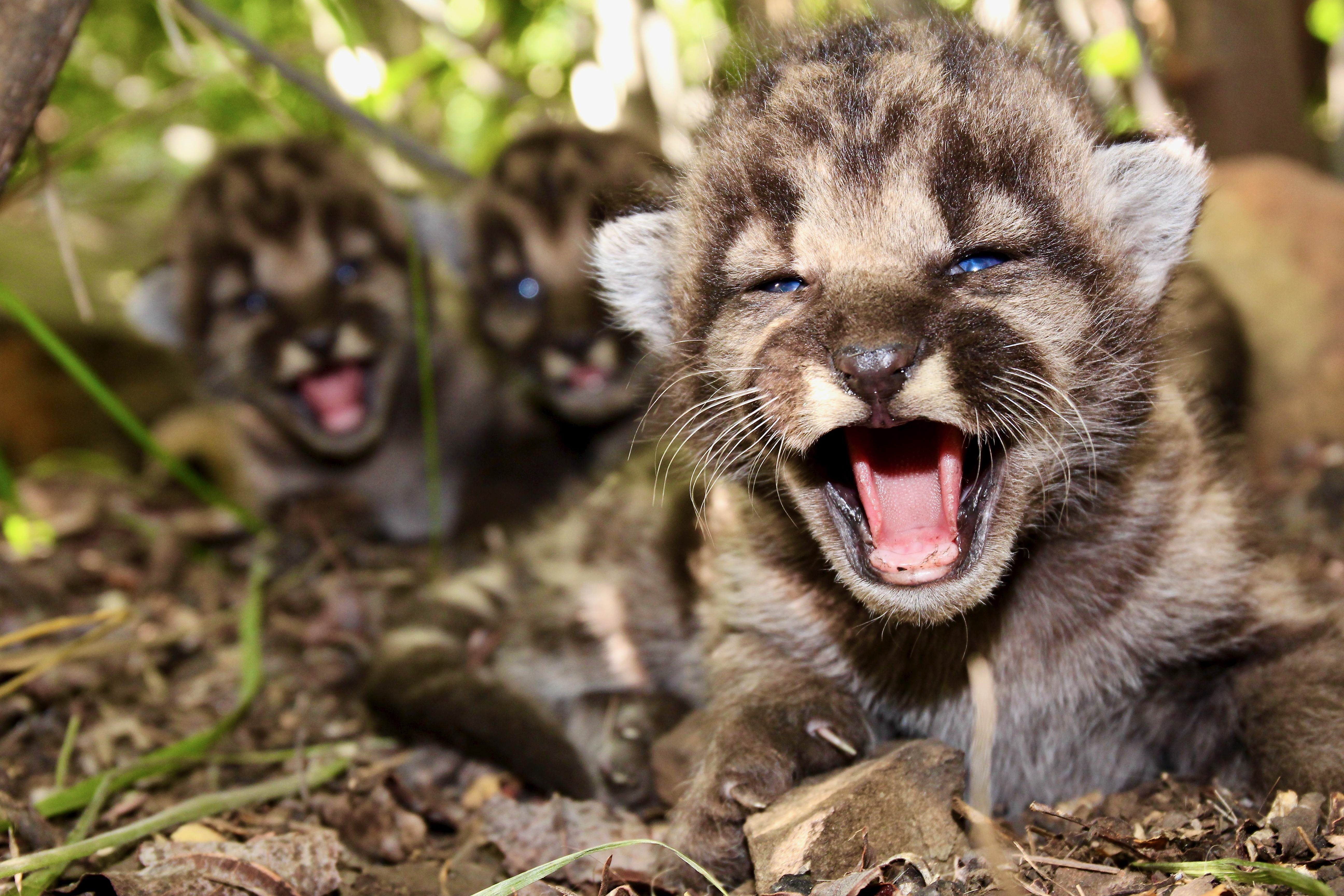 National Geographic - Mountain Lion Kittens