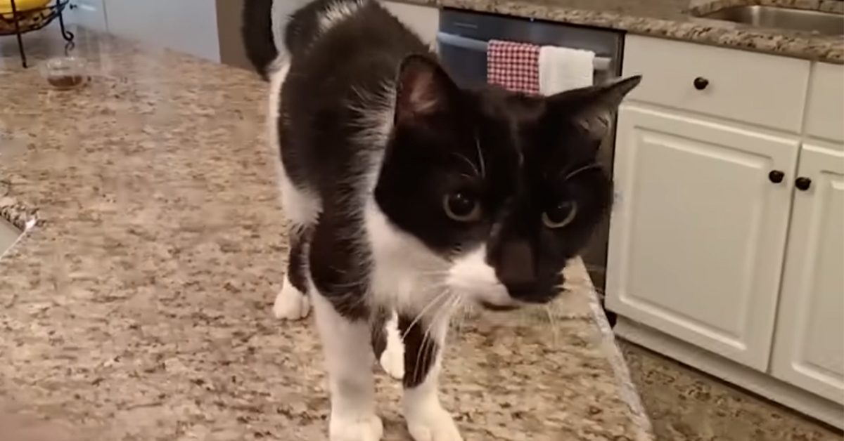 Cat has a crazy deep meow