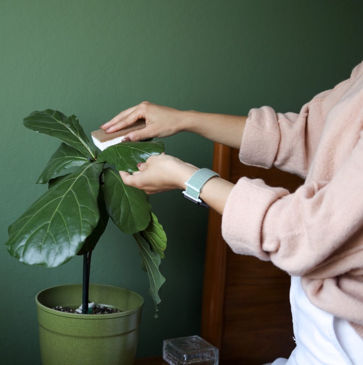 Creating a Houseplant Care Routine | xoxojackie life + style blog