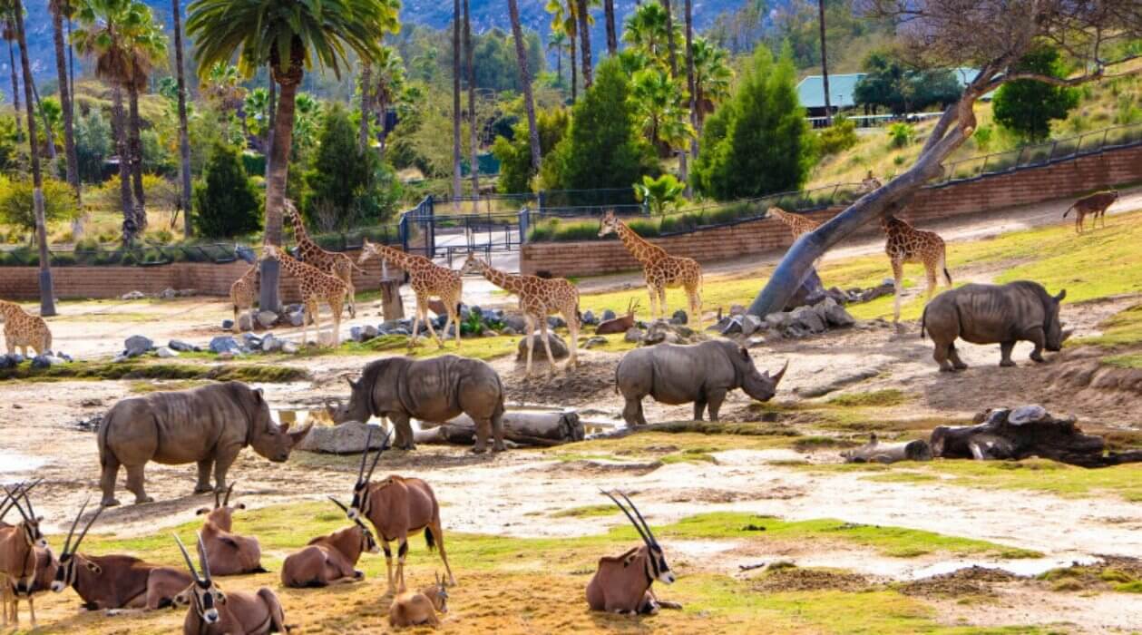 San Diego Zoo Safari Park | Wild Animal Park