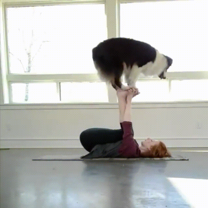 Dog Doing Yoga With Owner