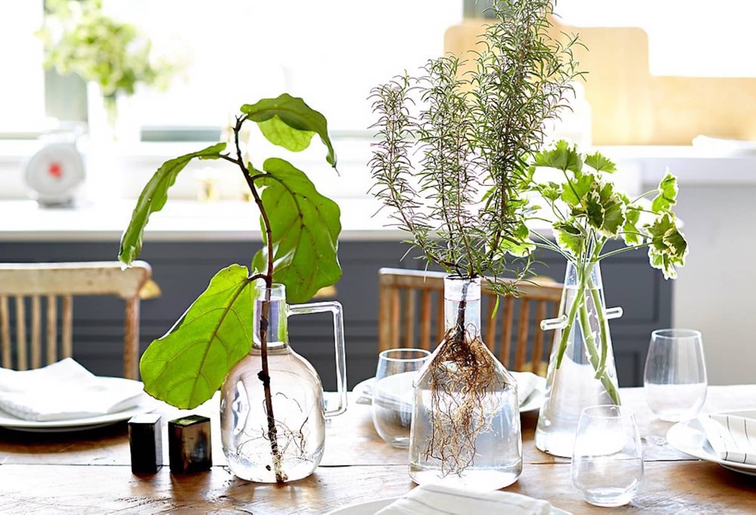 No Soil Method Houseplants
