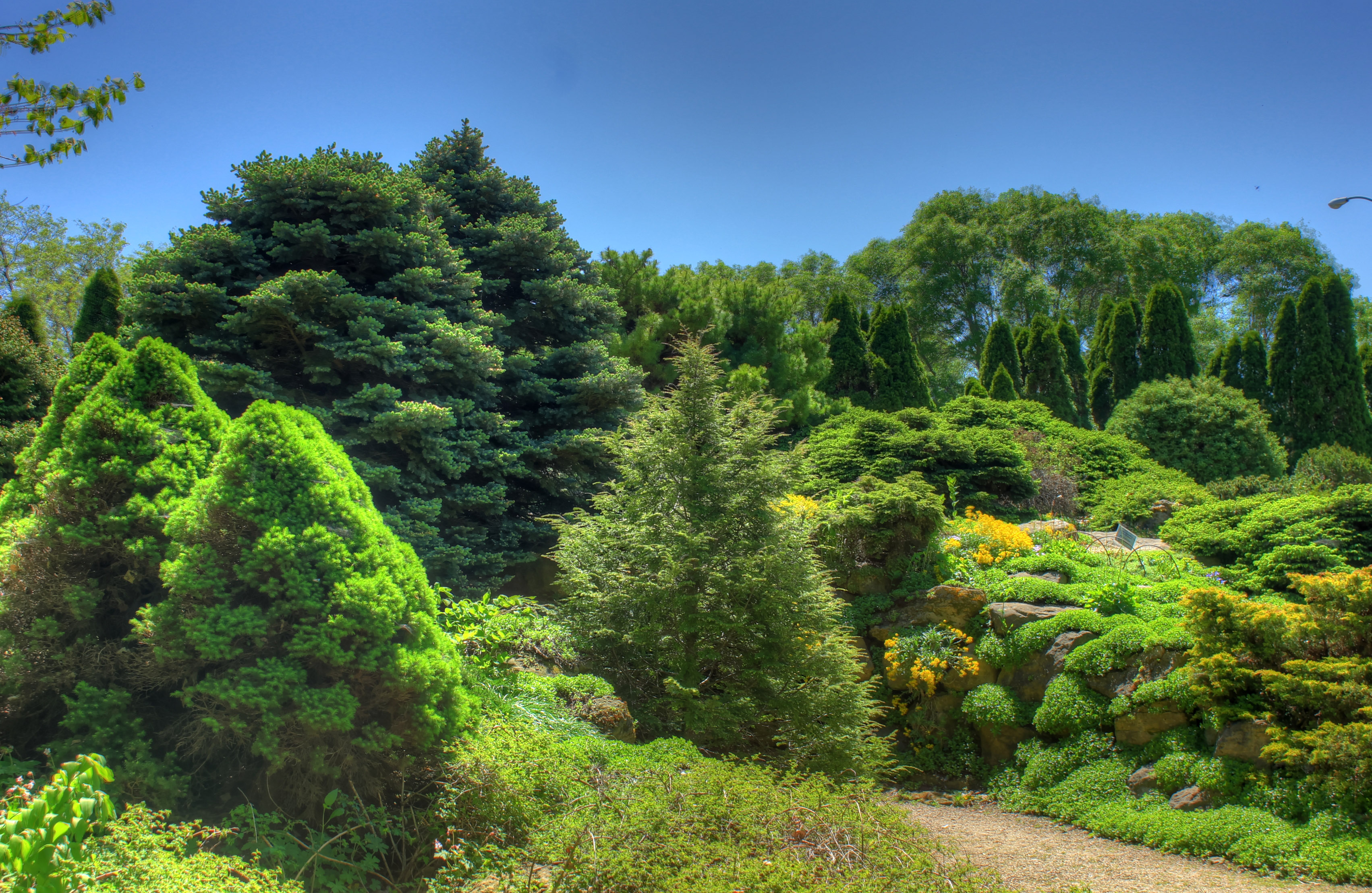 Comparing Conifers and Deciduous Trees