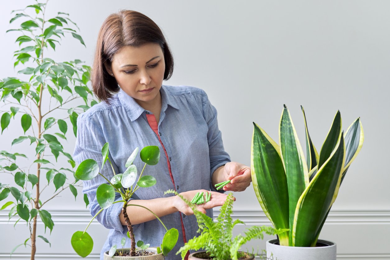 Care of Snake Plants: Information On Growing Snake Plant