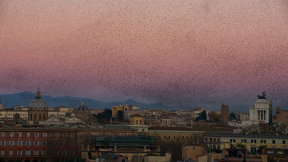 Cities - Starlings (Planet Earth 2 OST)