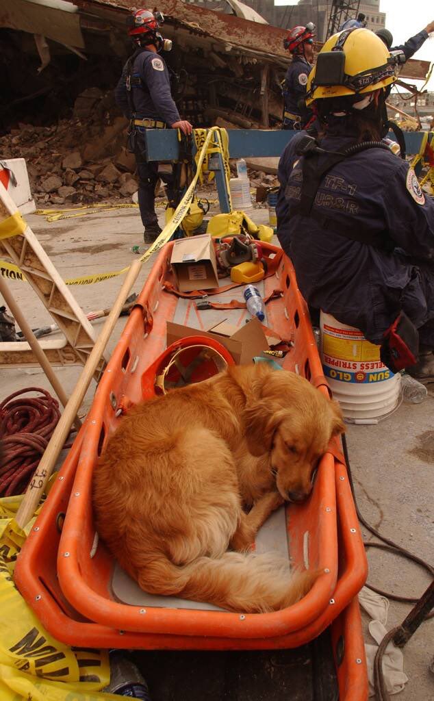 Remembering the four-legged heroes who helped rescue teams on 9/11