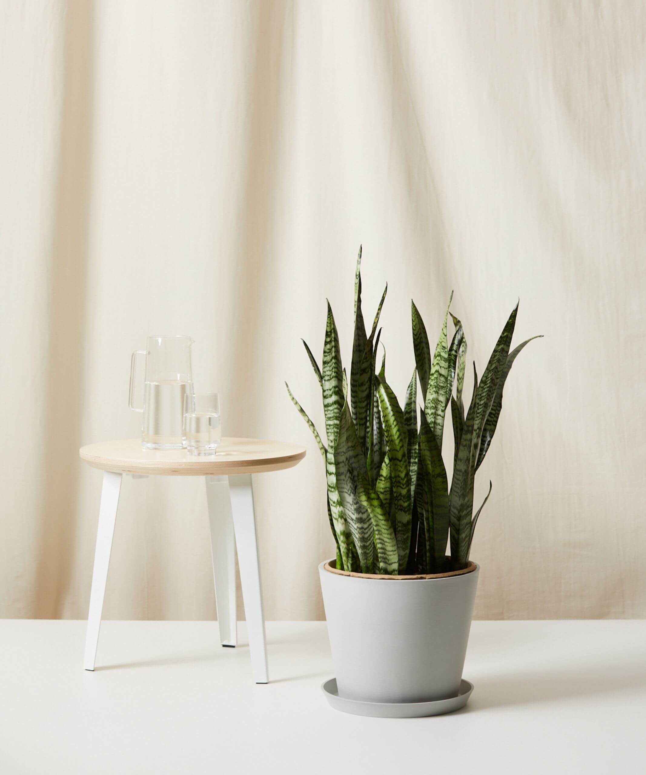 Bloomscape | Potted Snake Plant (Sansevieria)