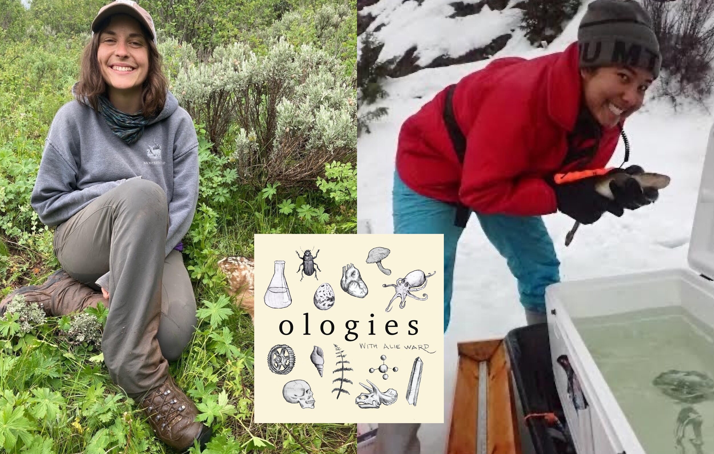 ‎Ologies with Alie Ward on Apple Podcasts