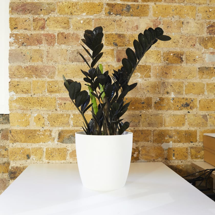 8 Dark Houseplants for Goth Gardeners 