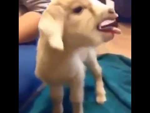 Wimpy Goat