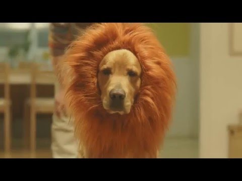 Amazon Prime Lion Dog Commercial Japan