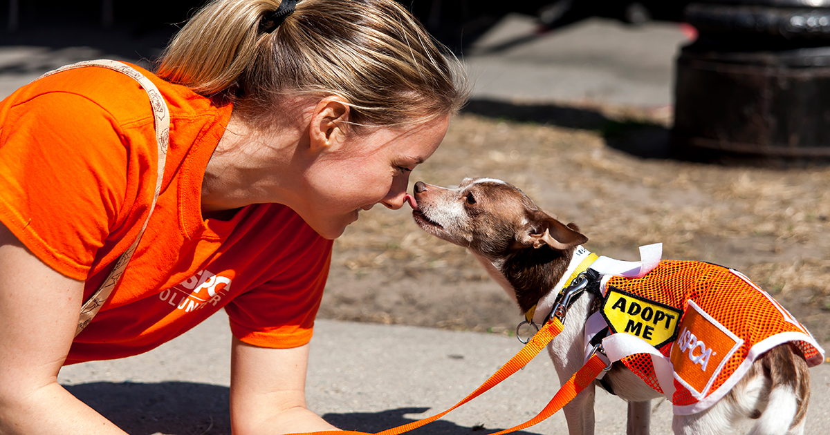 ASPCA | American Society for the Prevention of Cruelty to Animals