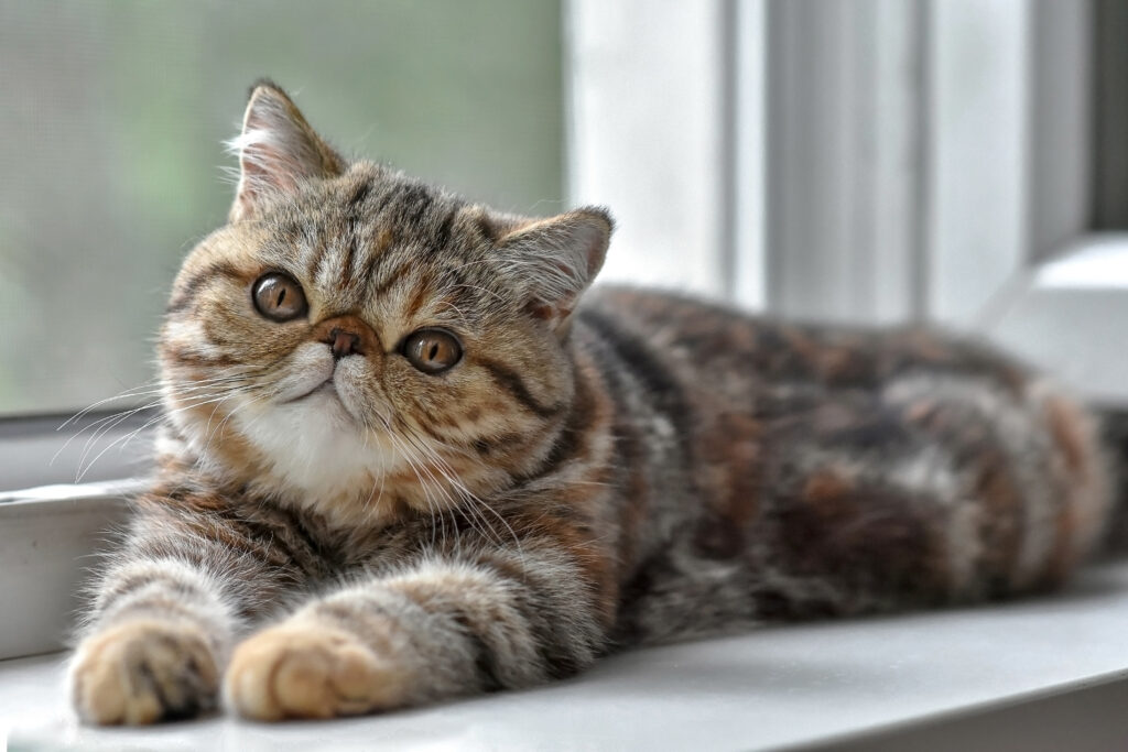 Temple Parlor | Exotic Shorthair Cats