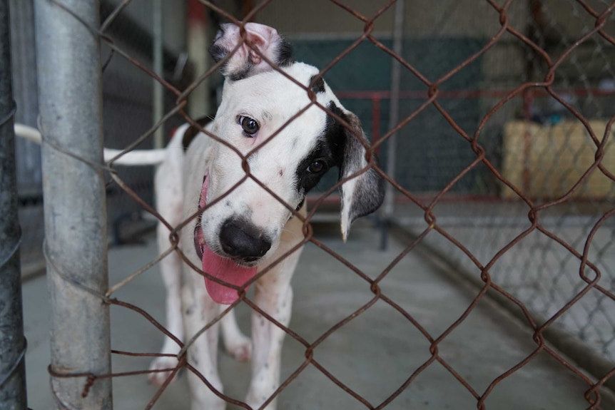 Darwin's Animal Sanctuary - Home | Facebook