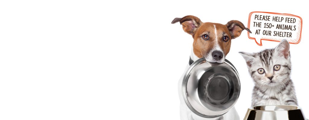 Action For Animals Humane Society: Home