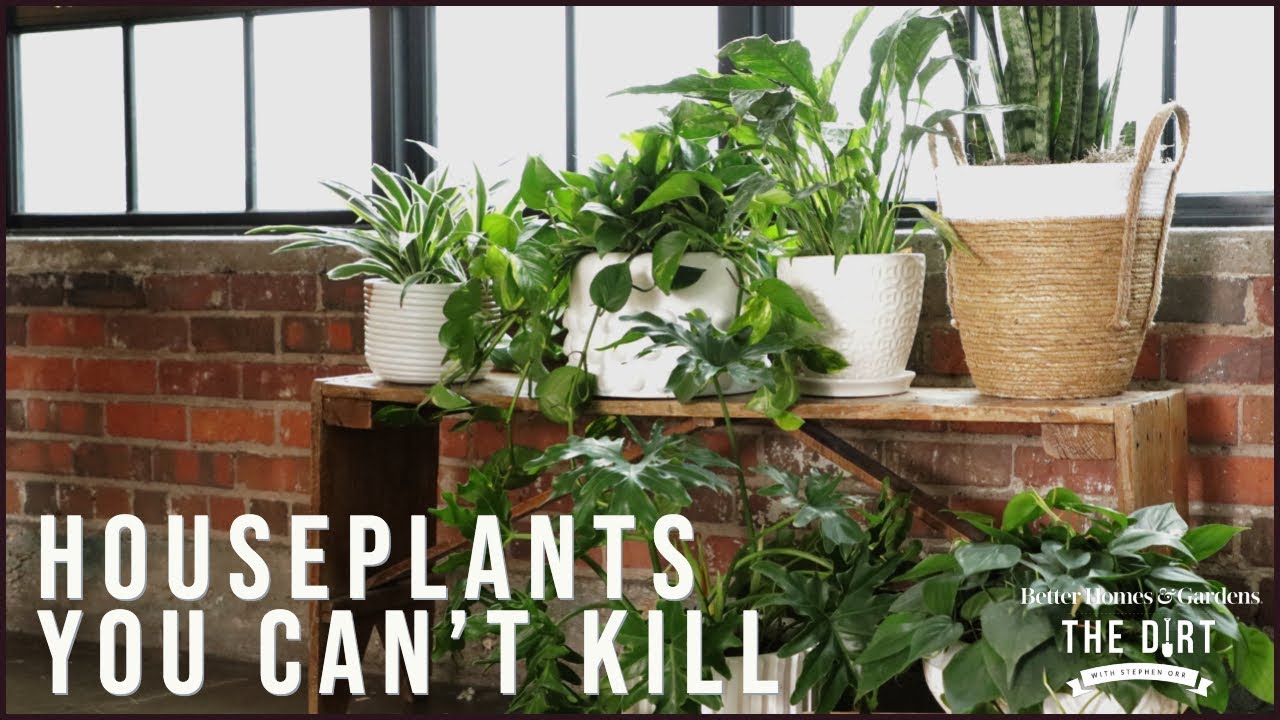 Houseplants You Can’t Kill 