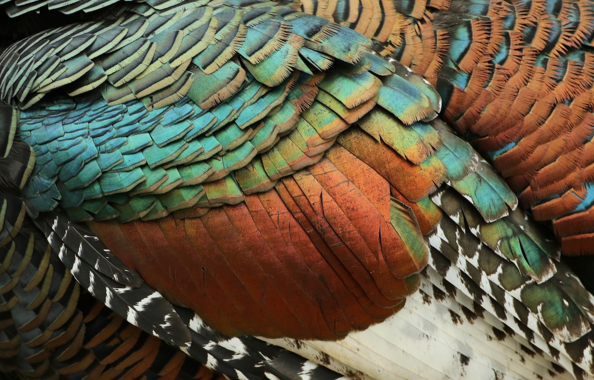 Oscellated Turkey - Lab of Ornithology