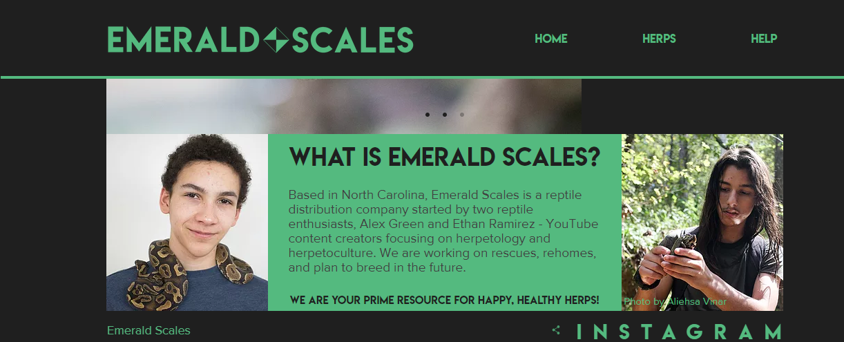 Emerald Scales | Buy, Rehome, and Rehibilitate Reptiles