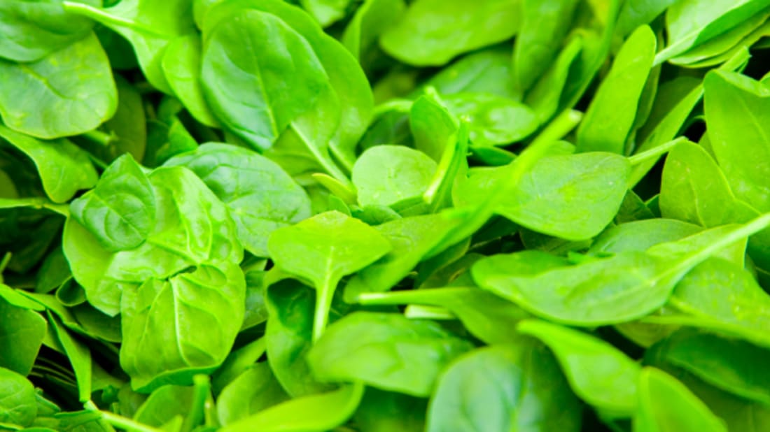 Organic Protein™ & Greens Plant Based Protein Powder