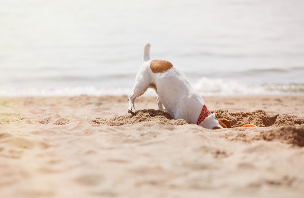 OB Dog Beach