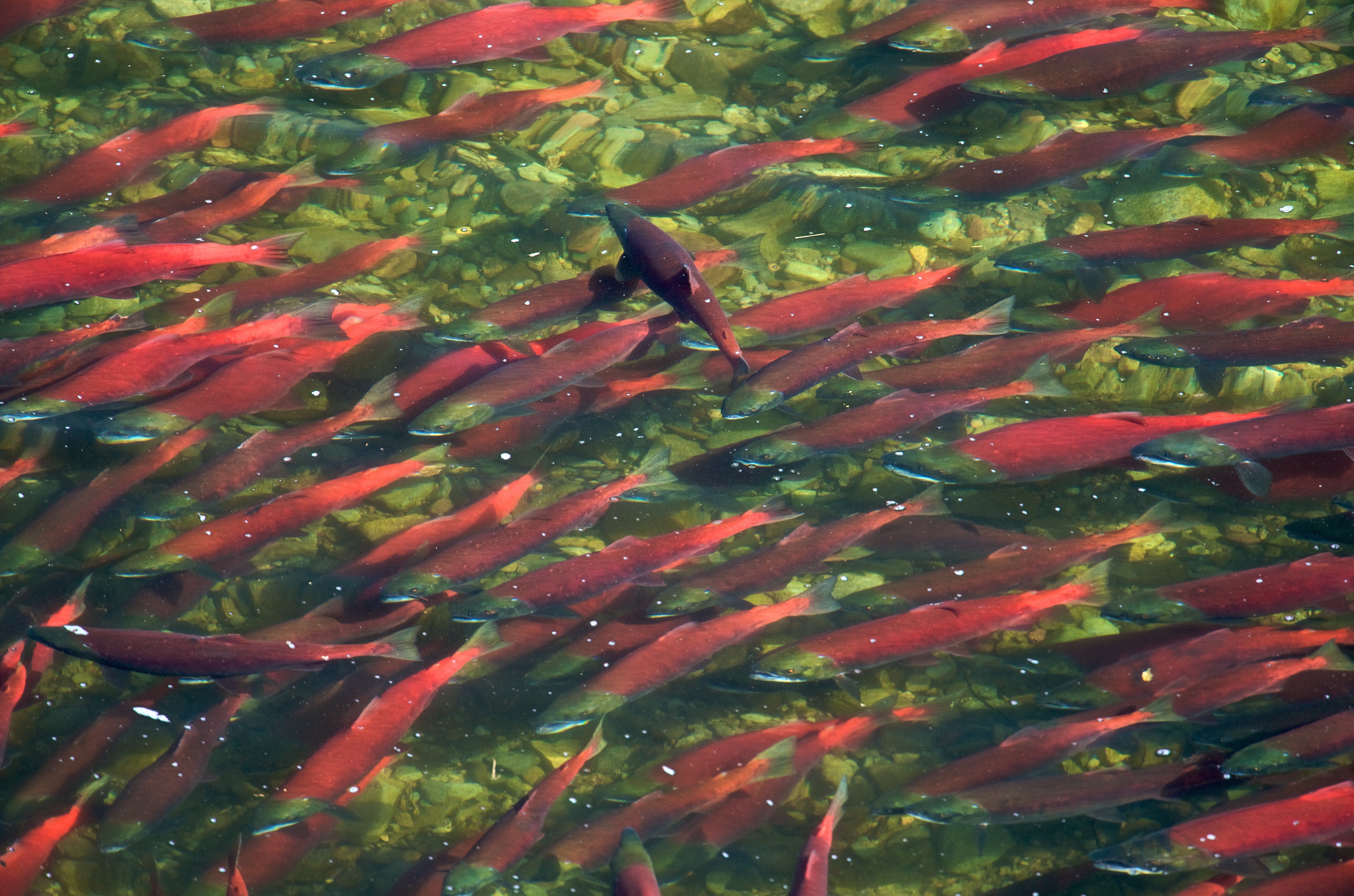 Sockeye Salmon Conservation