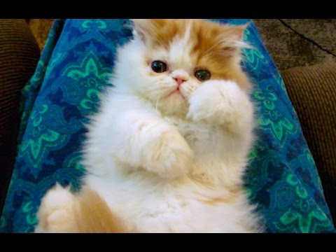My Persian Kitten will Play with Anything