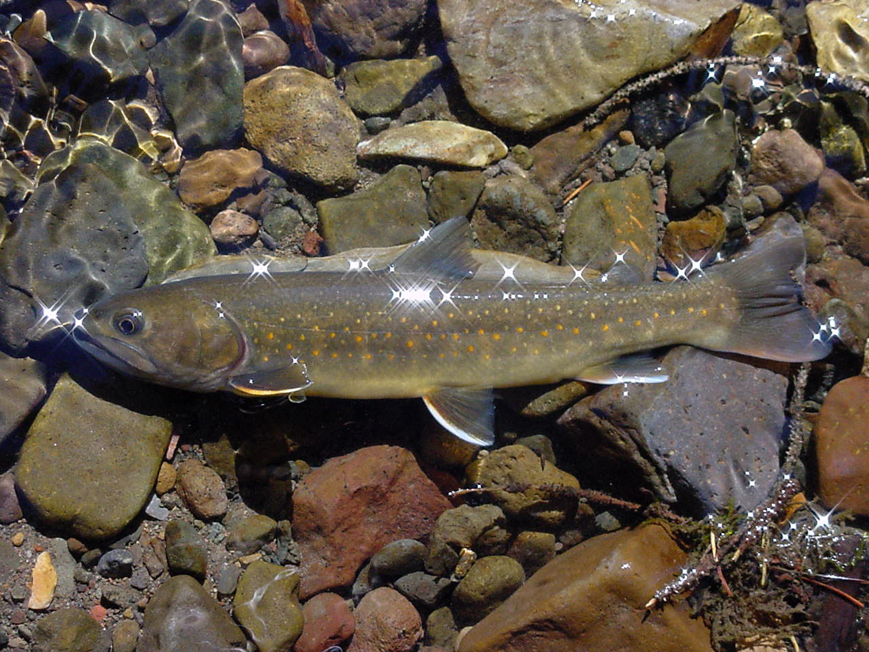 Boise River Bull Trout