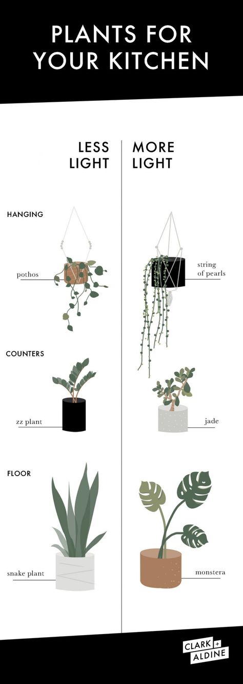 KITCHEN PLANT GUIDE