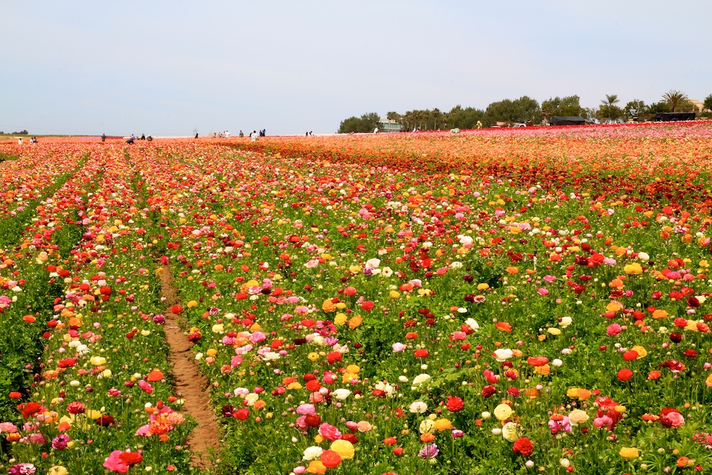 The Flower Fields at Carlsbad Ranch