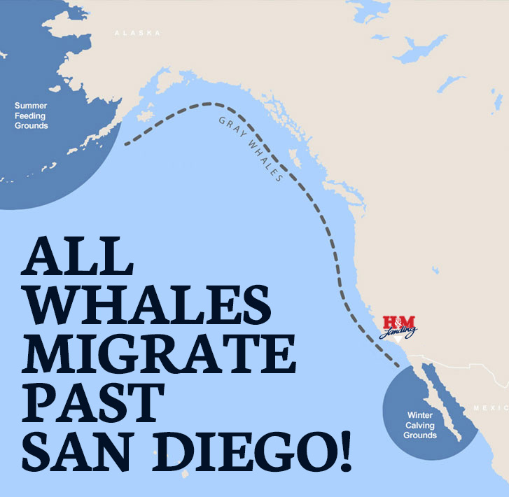 Whale Watching - San Diego - H&M Landing Since 1935