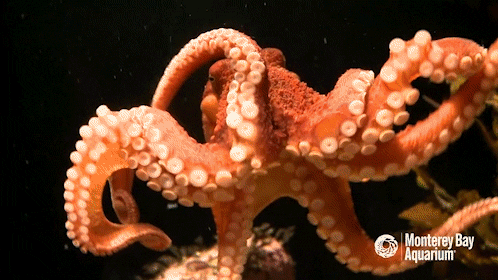 Amia Srinivasan - What’s it like to be an octopus? 