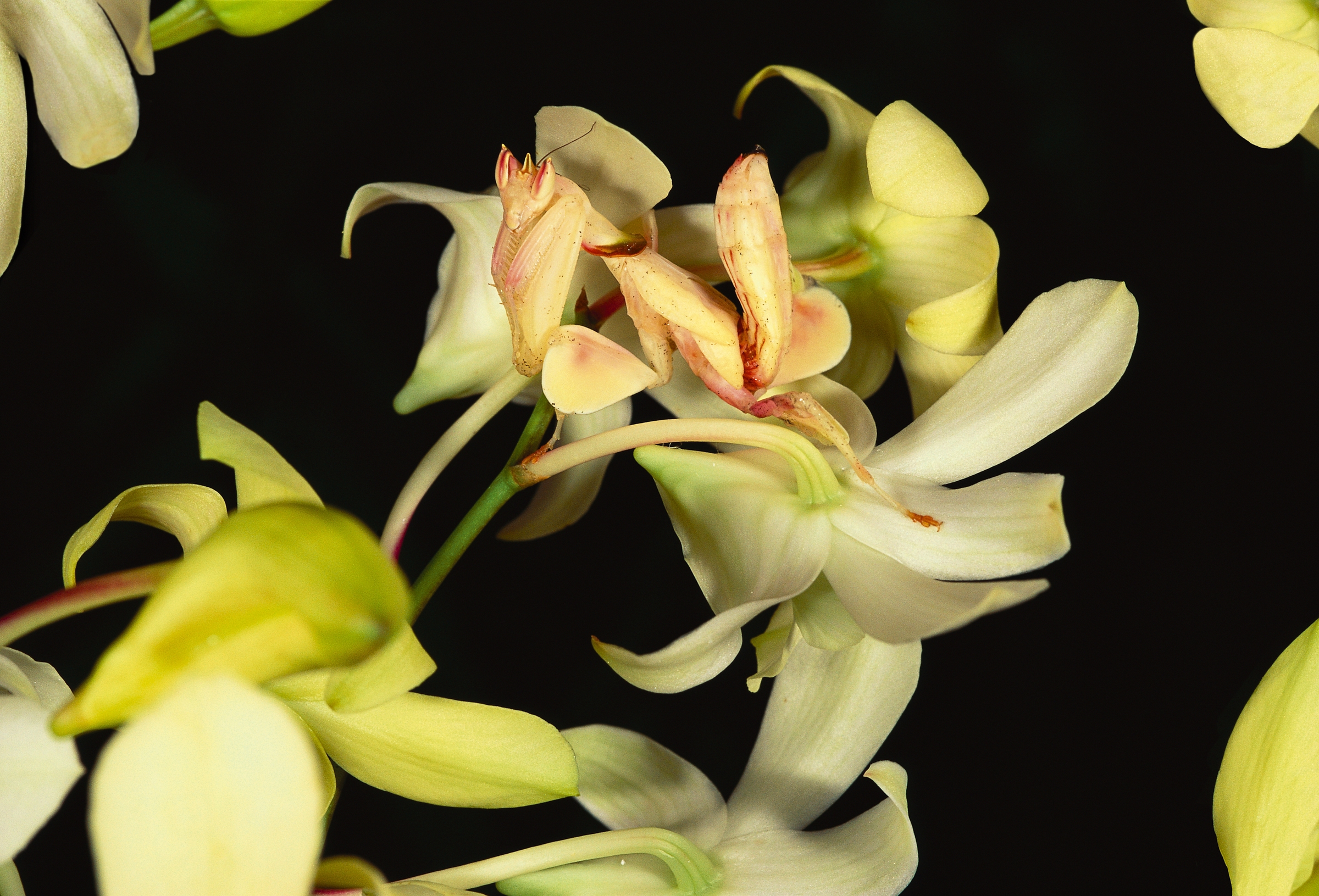 Orchid Mantis