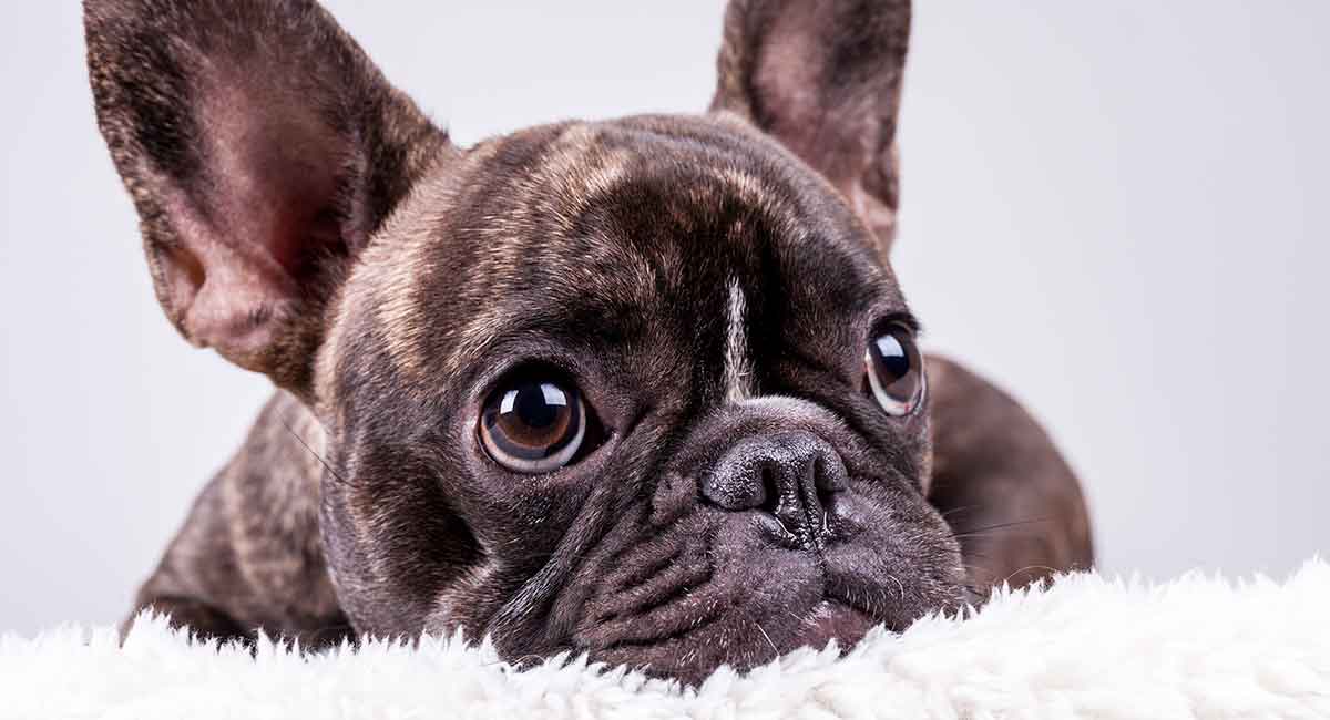 French Bulldog Dog Breed 