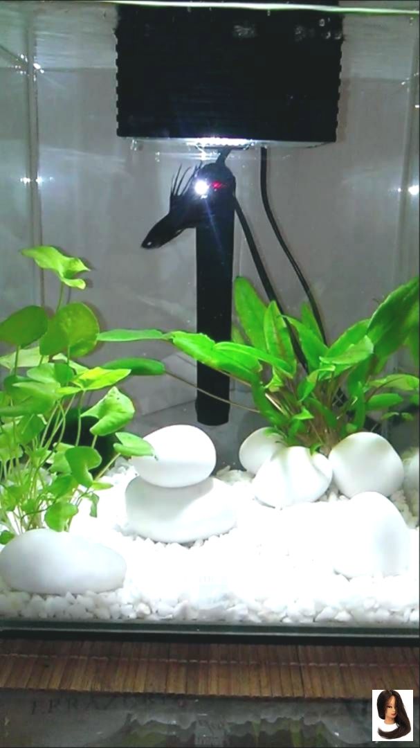 5 Gallon Fluva Chi - aquascaping for beginners