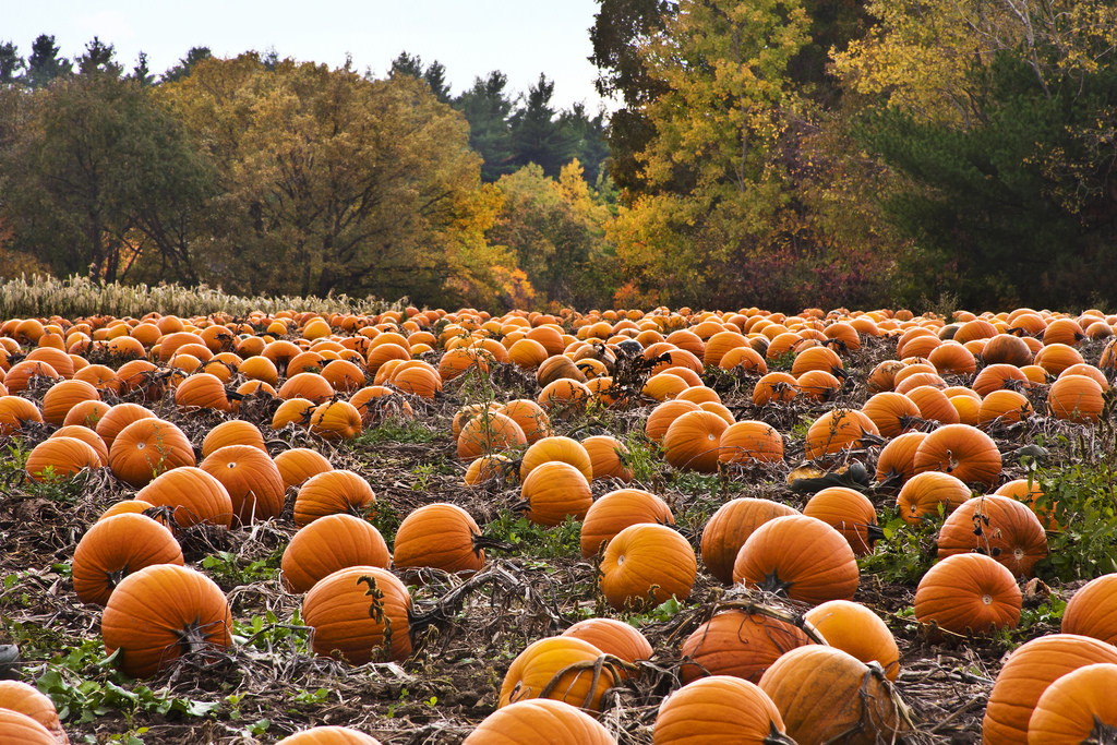 Bates Nut Farm | Pumpkin Patch