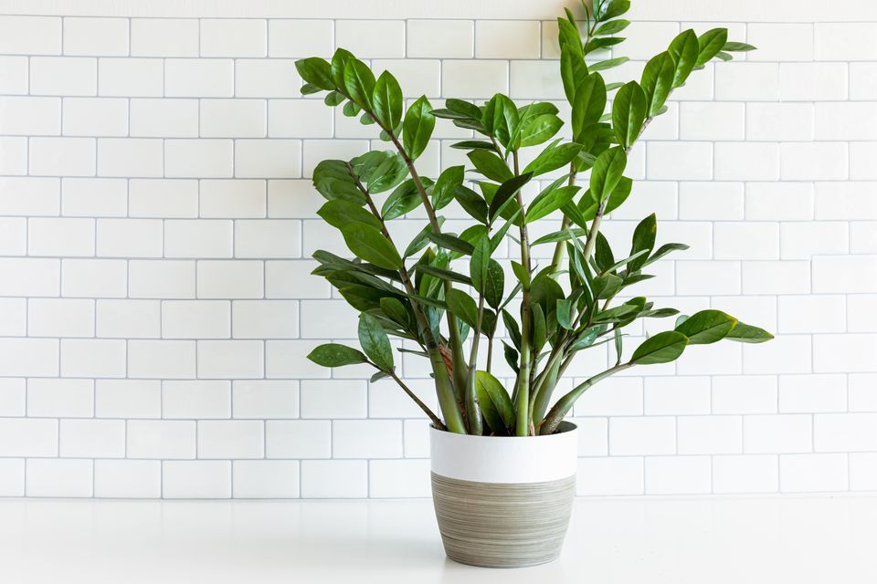 ZZ Plant (Zanzibar Gem) Growing and Care Tips