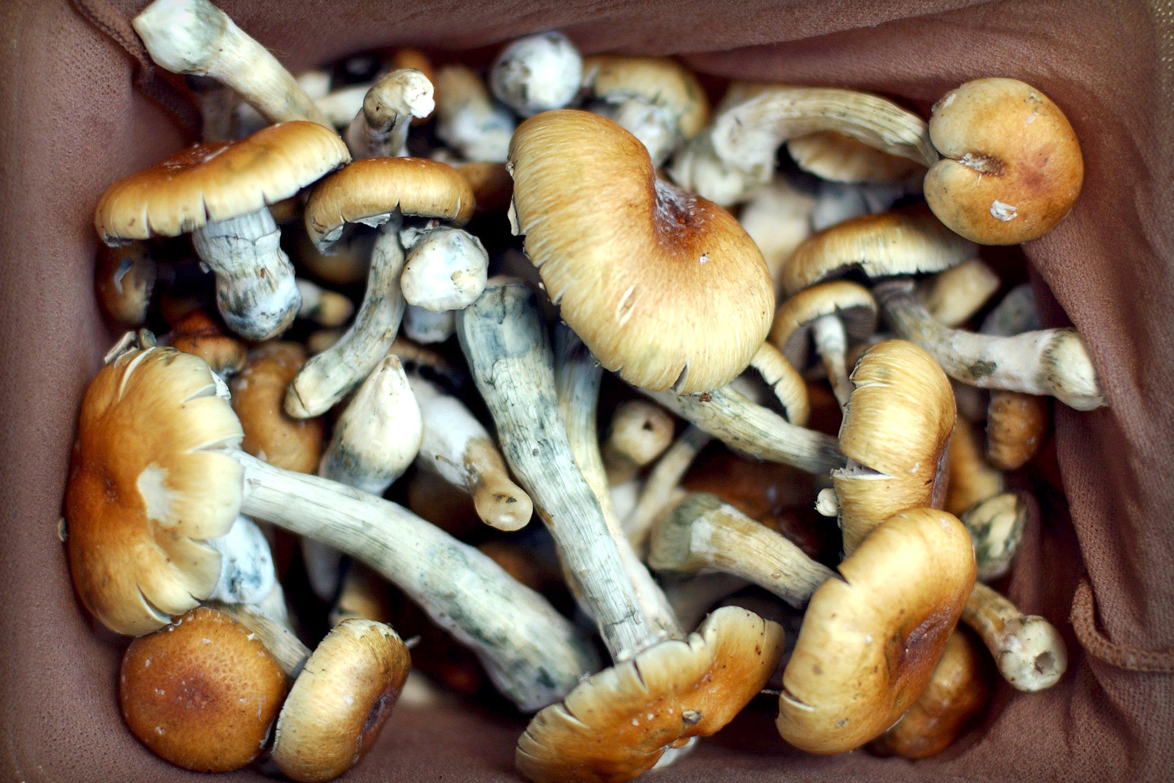 Denver Decriminalizes Magic Mushrooms in Historic Ballot