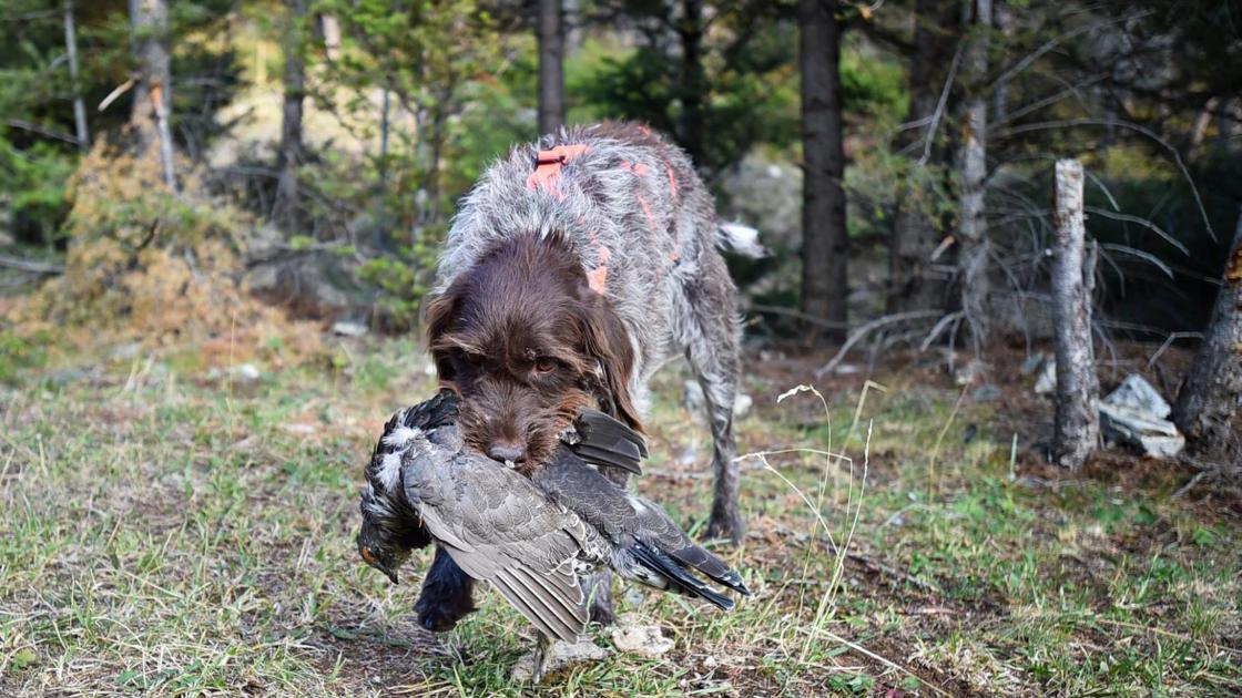 (Family) Upland Game Birds - Montana Field Guide