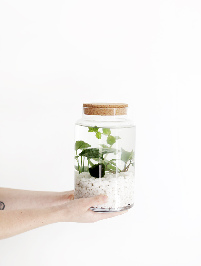 DIY Indoor Water Garden