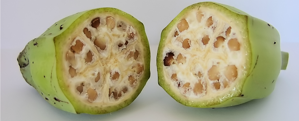 Here's What Fruits And Vegetables Looked Like Before We Domesticated Them