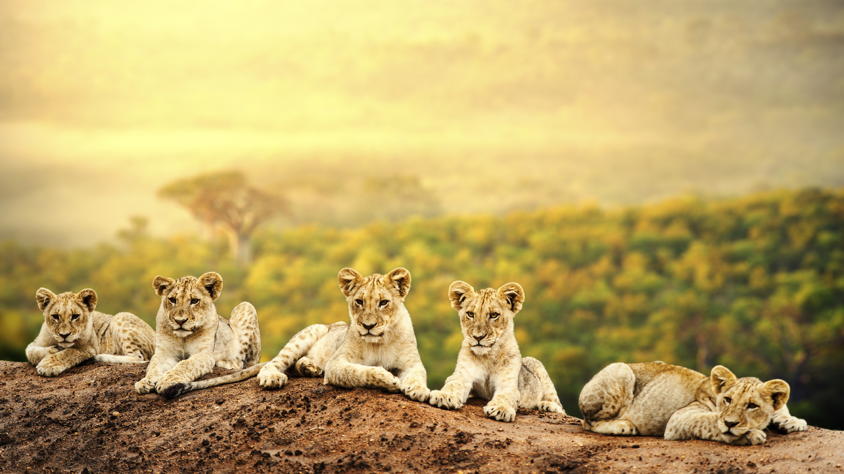Conservation Status