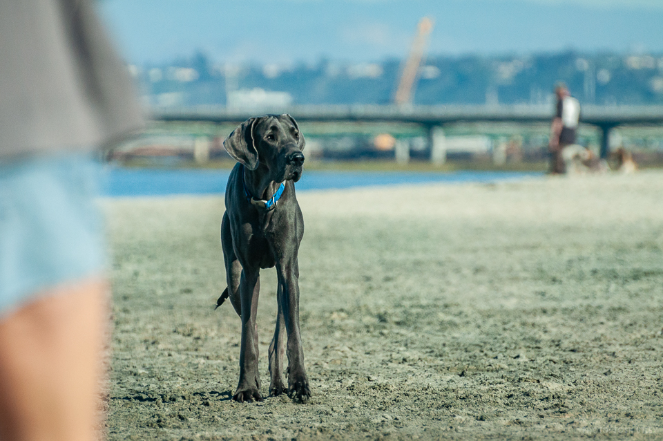 Ocean Beach Dog Beach (San Diego) - 2020 All You Need to Know ...