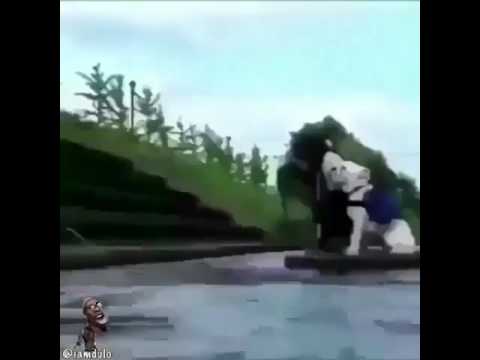 Dog and monkey funny voice over