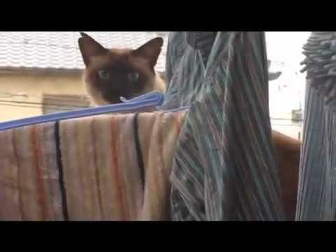Kitty Corliss "Grinding the Crack"