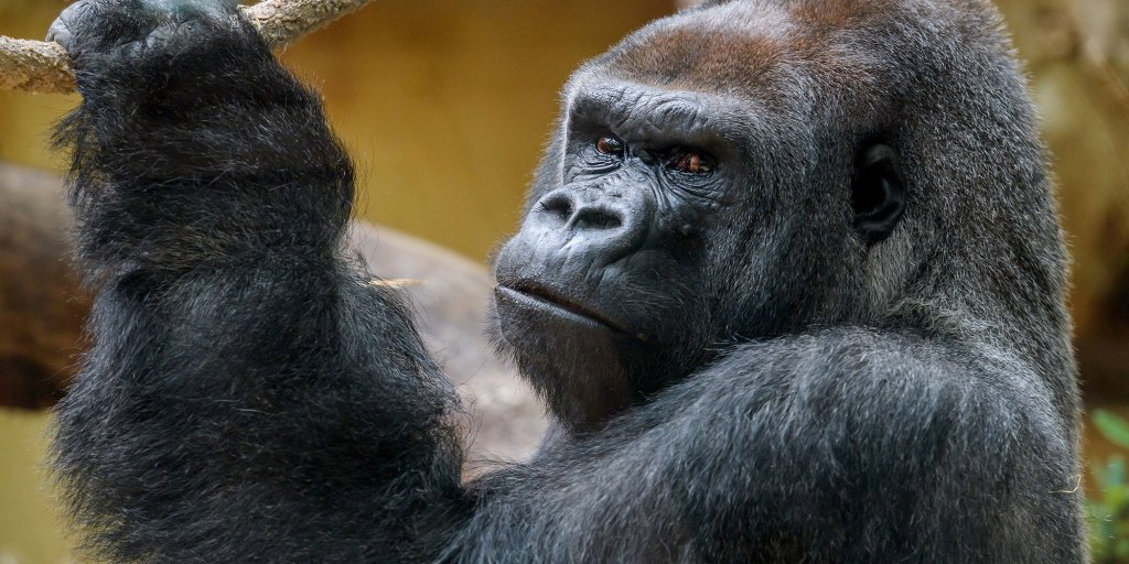 Gorilla Flashdance in Pool