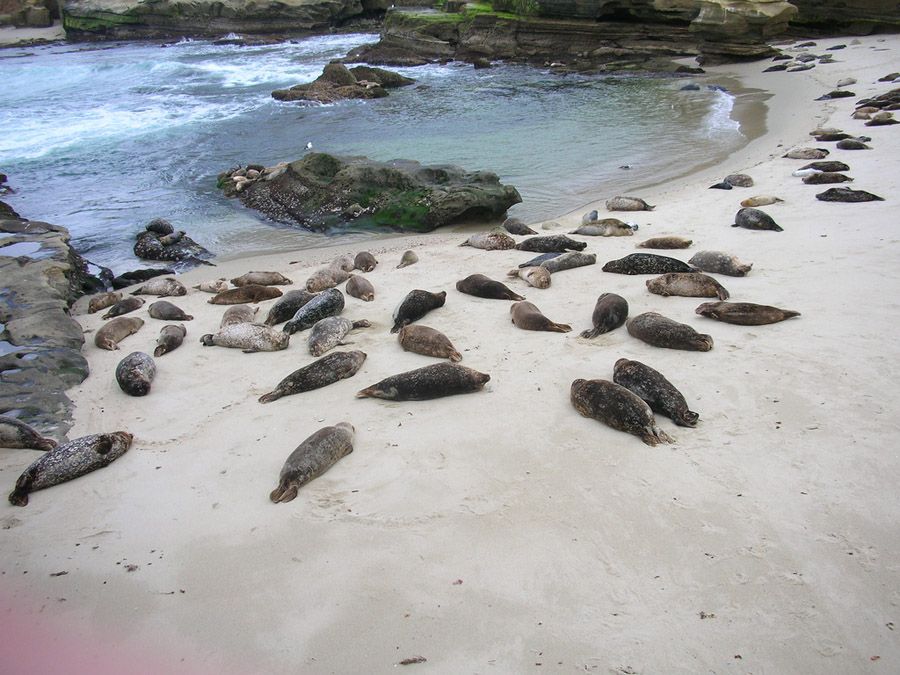 La Jolla Cove - 2019 All You Need to Know BEFORE You Go - TripAdvisor