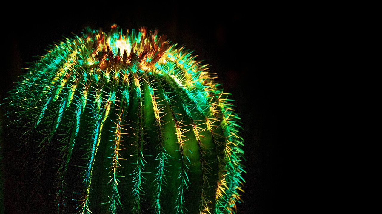 Electric Desert exhibit at DBG