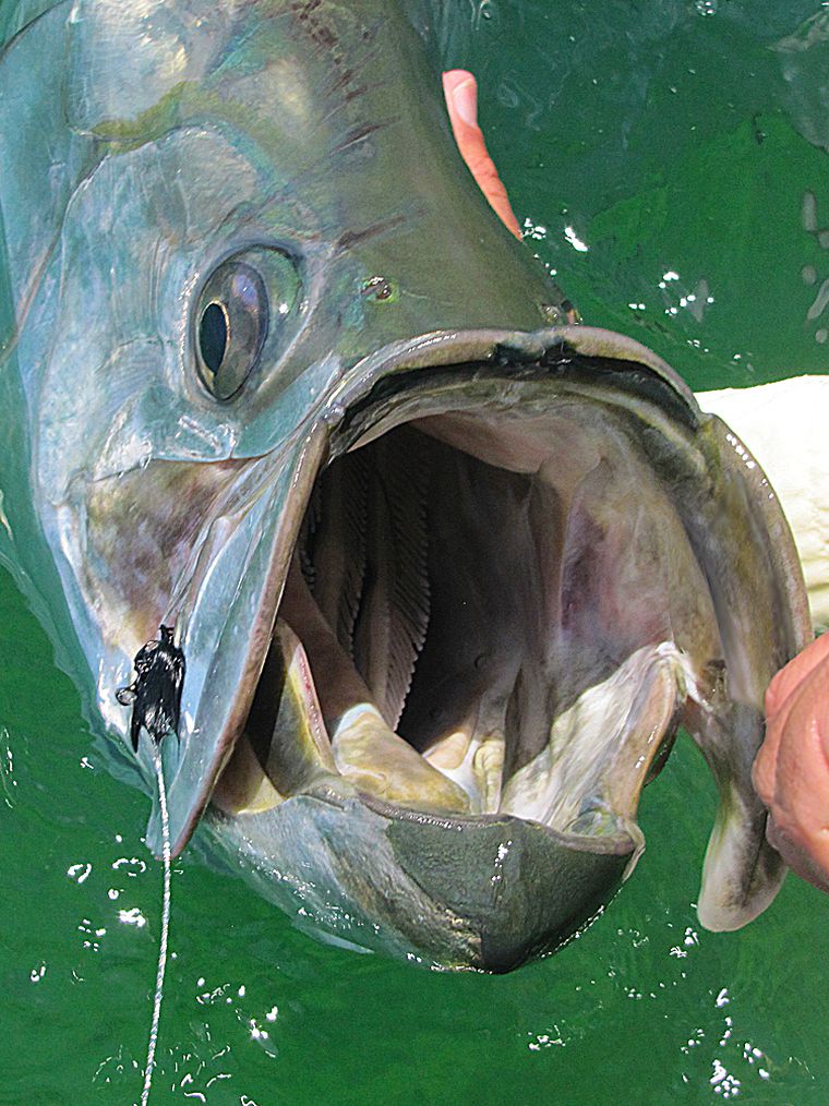 Tarpon Fly-Fishing Kit