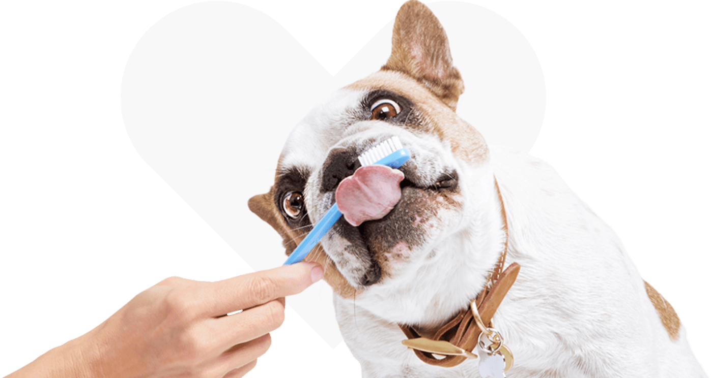 Vital Care: Unlimited Nail Trims, Teeth-Brushing & Vet Exams | Petco